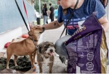 animais com segurança e bom tratamento