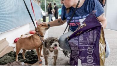 animais com segurança e bom tratamento