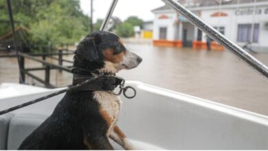 prefeitura resgata animais com segurança