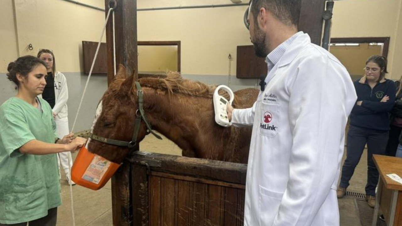 cavalo caramelo recebendo microchipagem