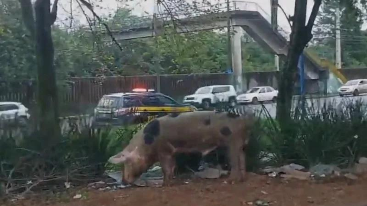 Fato inusitado chama atenção de motoristas na BR-116 em Canoas