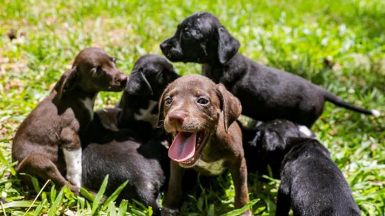 adoção de animais em porto alegre