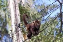 Morte de bugios tem crescimento acentuado em Porto Alegre