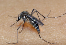 mosquito da dengue