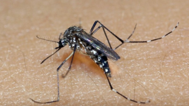 mosquito da dengue