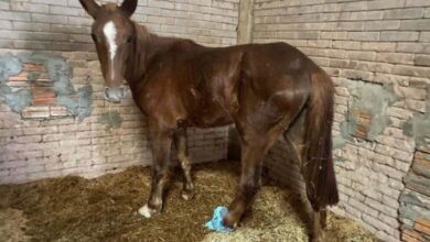 Prefeitura de Porto Alegre bate o martelo sobre cavalos resgatados das enchentes