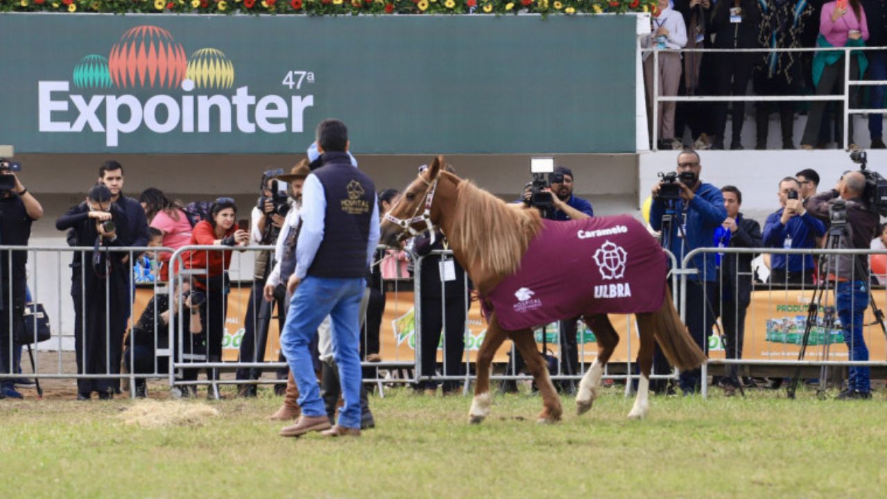 cavalo caramelo expointer