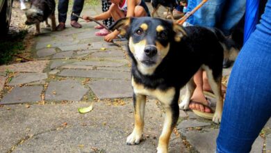 Porto Alegre oferece castração gratuita para animais a partir de 18 de Setembro